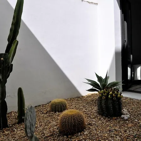 Patio De Cactus *